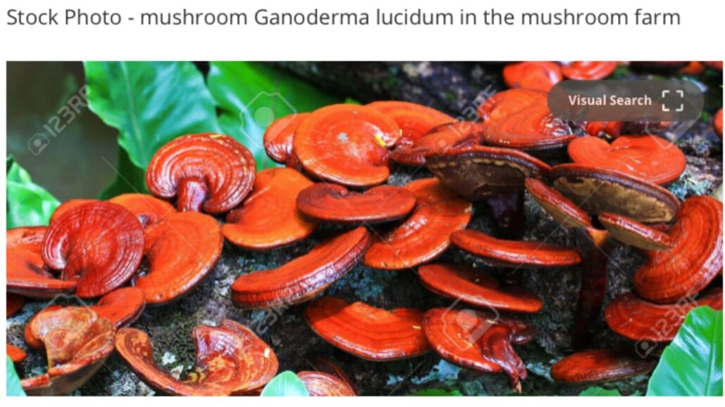 Ganoderma Lucidum